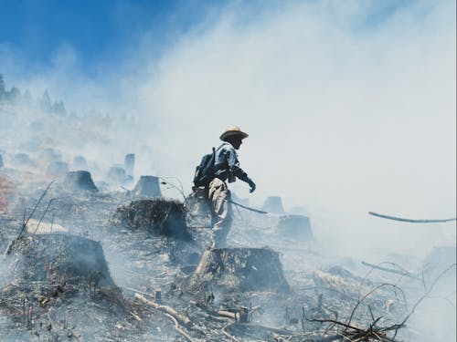 縄文から続くと言われる焼畑農業