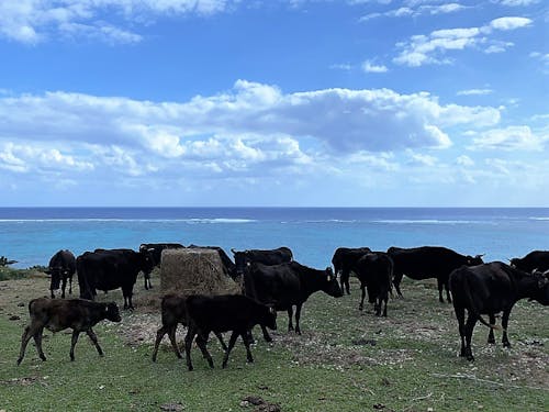 北部・平久保エコロードの放牧牛