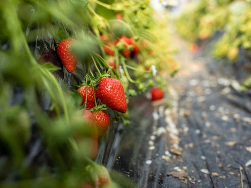 土耕栽培によるイチゴ