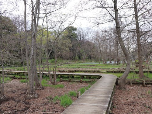 緑豊かな矢川緑地保全地域を散策します