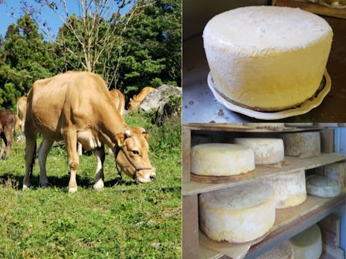 ジャージー牛を飼って、取れたミルクでチーズを作っています。