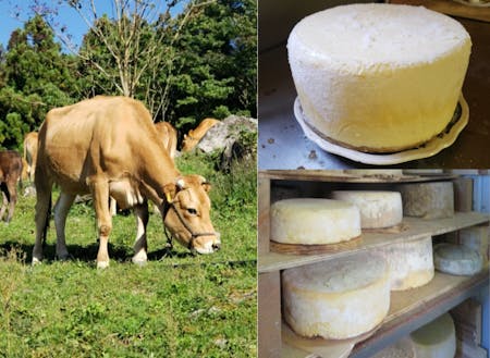 ジャージー牛を飼って、取れたミルクでチーズを作っています。