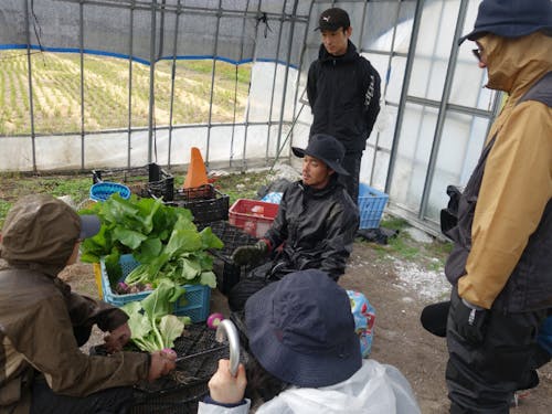 昨年度のツアーの様子(赤かぶの葉切り)
