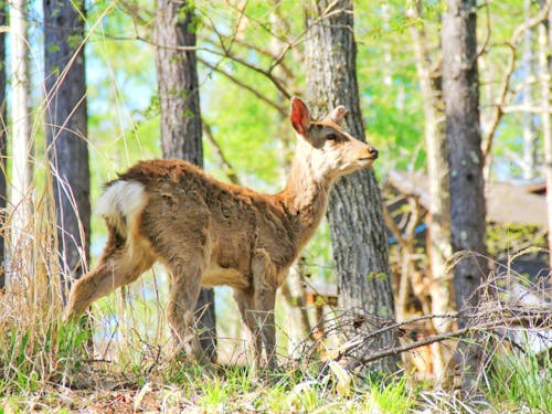 森に住む野生動物