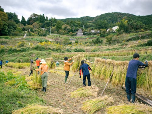 棚サポさんたちと稲刈り