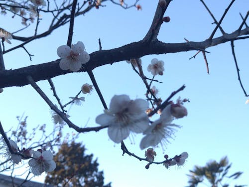 苔香居に咲く梅の花