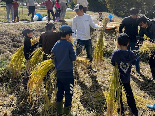 手刈りとハザ掛け体験をお楽しみください!
