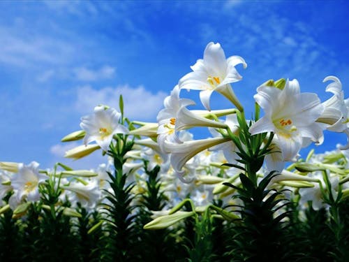 ユリが有名です