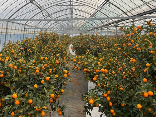 きんかんたまたま解禁直前の様子(きんかん)