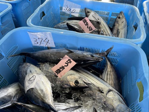 時期になると毎日何トンものカツオが水揚げされます