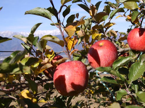 果樹園もたくさんあります