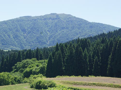 新緑の氷ノ山と森林
