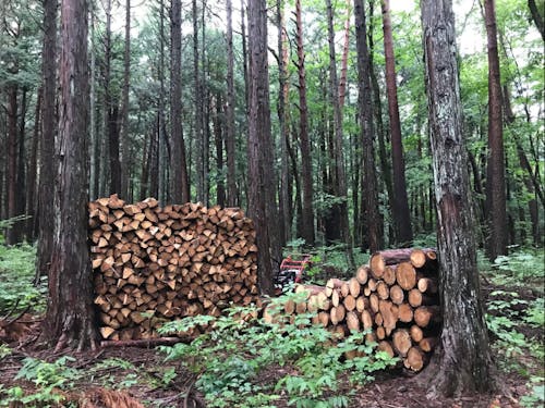 薪づくりなど森での活動もさかん!市の面積の82%が森林です