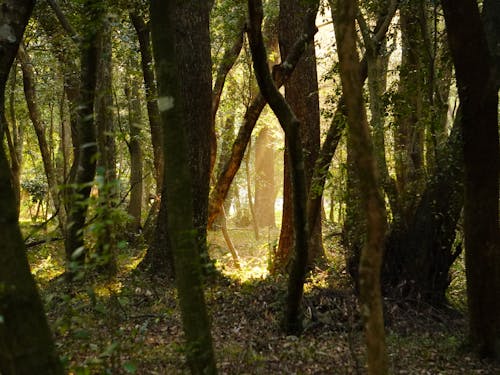 季節や時間で様々な表情を見せてくれる