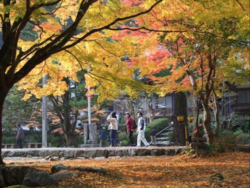 大寧寺の紅葉と老舗のお弁当・想いを込めた短冊流し