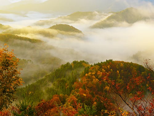 (高島市)小入谷の雲海
