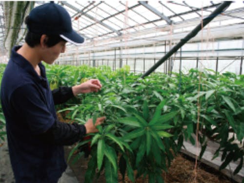 マンゴー農家の事業承継