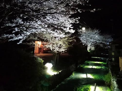 居醒庵の前に流れる地蔵川のライトアップも臼井さんがされているそう。春には梅花藻と桜が見れる。