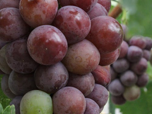 新しい農業も進めています