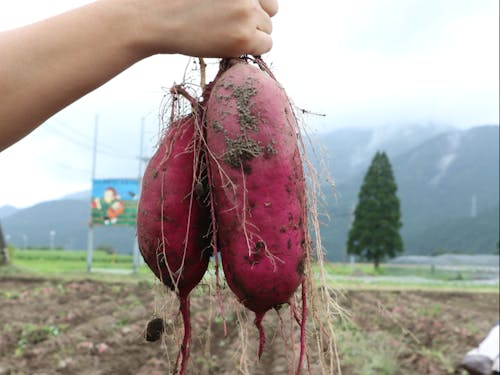 大束のかんしょ