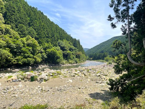 アユが有名な清流野根川