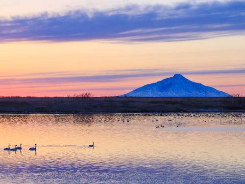 希少な淡水魚や野鳥が生息する天塩川