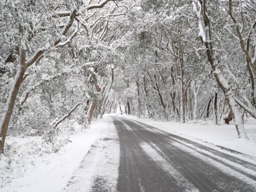 年に数回あるかないかの雪景色