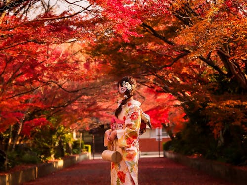 NYタイムズで紹介されたもみじのトンネル、ちょうど見ごろです!