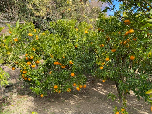 平郡島のミカン畑