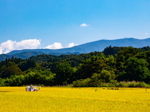 秋風に揺れる黄金の稲穂