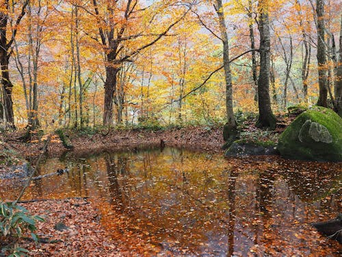 紅葉づいた木々が美しいです!