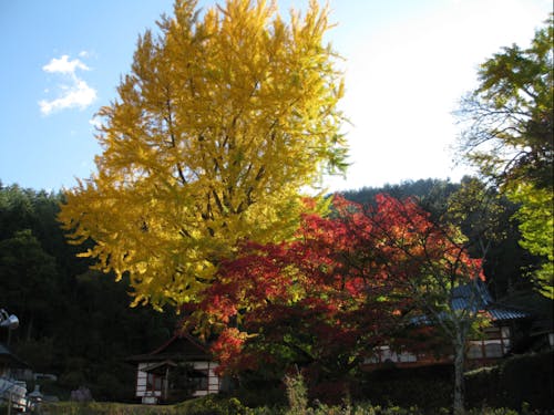 長福寺の大銀杏、遠くからとっても目立ちます