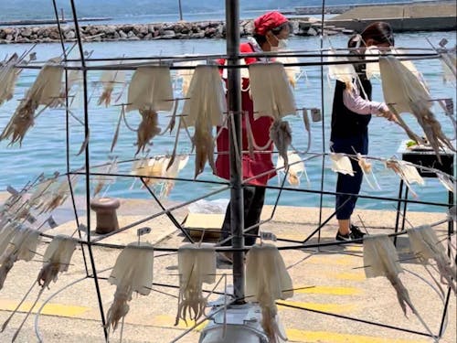 大島まるまる体験ツアーでイカ捌き体験!!