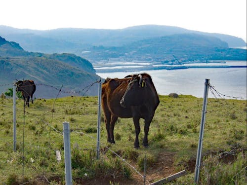 天然記念物である見島牛、雄大な島土で育つ。