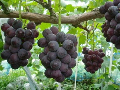 大房でみずみずしく糖度も高い「豊岡ぶどう」