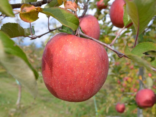 秋を迎えたわわに稔ったりんごも、東京日比谷で味わえます