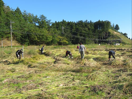ボランティアによる豪雨に見舞われた田んぼの稲刈り