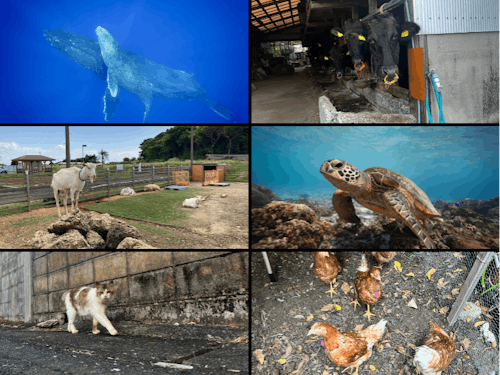 島の動物たち