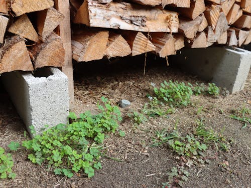 実際に生えている野草を採集します(写真はカタバミ)