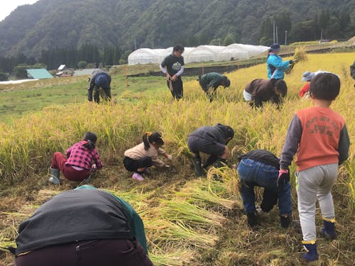 稲刈りでの体験交流の様子