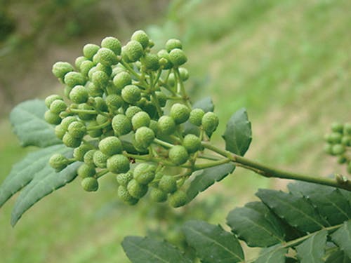 さわやかな香りが特徴の朝倉山椒