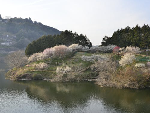 春の月ヶ瀬