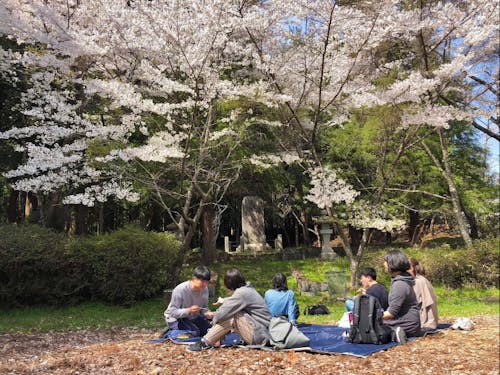 春は優雅にお花見ランチ。もちろん場所取りは不要!笑