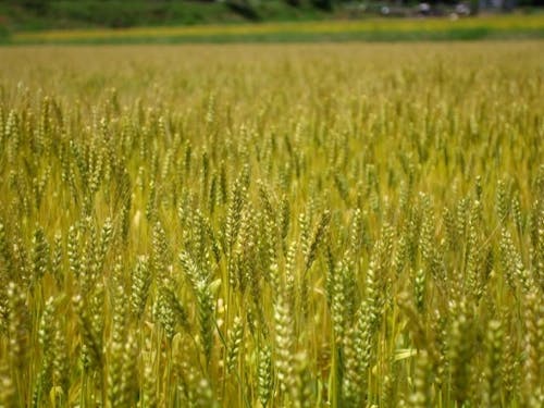 米や小麦や野菜など、季節に応じた農業体験が可能です。