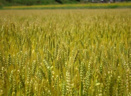 米や小麦や野菜など、季節に応じた農業体験が可能です。