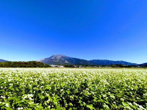伊吹山とそばの花