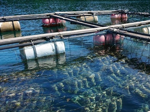 岩がき養殖を見学