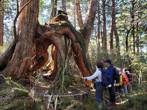 根下がりヒノキ(白髪山)