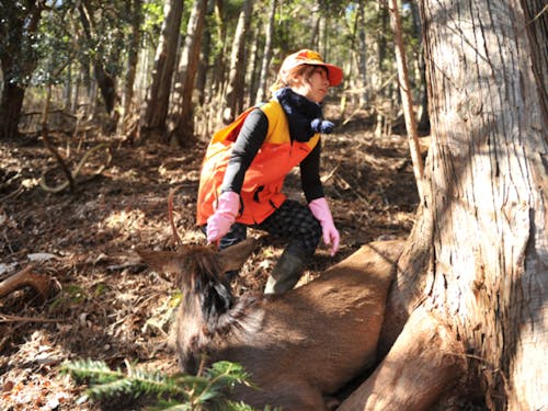 捕獲した鹿を運ぶところ(止め刺し~搬入は運よく当日あれば見学できます!)