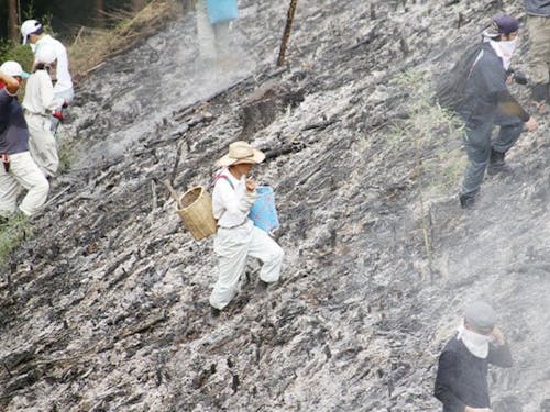 火入れの後、地面が熱いうちにソバの種をまきます